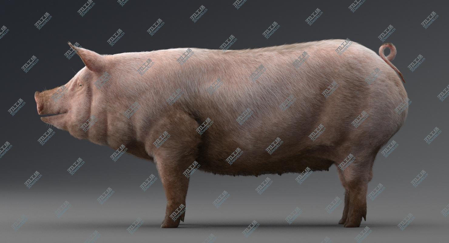 images/goods_img/2021040161/Pig 3D model/2.jpg